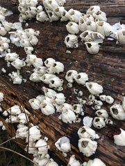 Amphibalanus eburneus