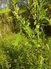 Chenopodium ficifolium