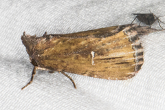 Condica temecula