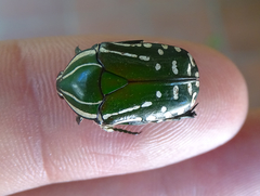 Rhabdotis semipunctata