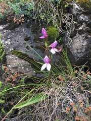 Brownleea macroceras