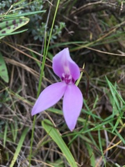 Brownleea macroceras