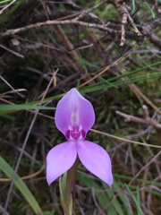 Brownleea macroceras