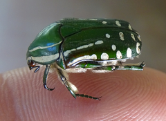 Rhabdotis semipunctata
