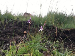 Brownleea macroceras