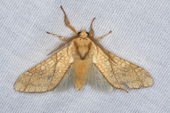 Lophocampa mixta