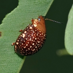 Paropsis ornata