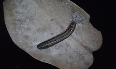 Spodoptera cosmioides