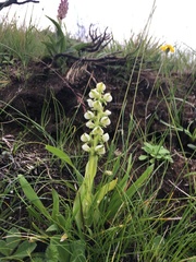 Pterygodium leucanthum