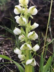 Pterygodium leucanthum