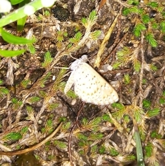 Zabuella tenellus
