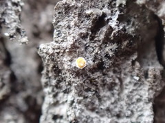 Athallia pyracea