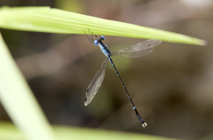 Lestes praevius