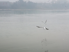 Chroicocephalus ridibundus