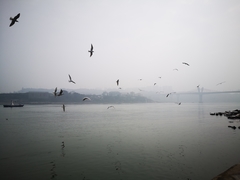 Chroicocephalus ridibundus