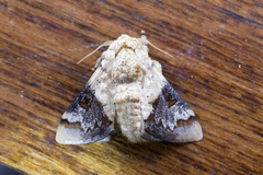 Nirmides basalis