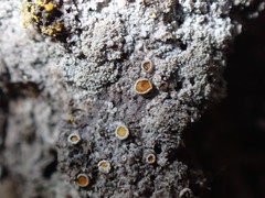 Athallia pyracea