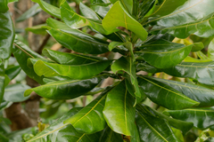 Barringtonia asiatica