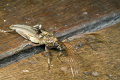 Cyriopalus hefferni
