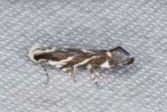 Aristotelia hexacopa