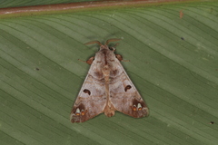 Pantelodes centralamericana