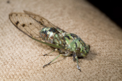 Orientopsaltria padda