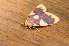 Barsine rubricostata