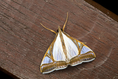 Agrioglypta eurytusalis