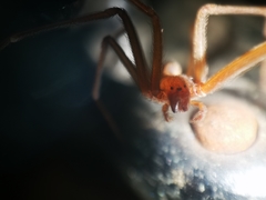 Loxosceles rufescens