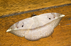 Hypopyra lactipex