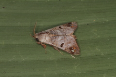 Pantelodes centralamericana