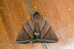 Artena inversa