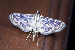 Rhimphalea astrigalis