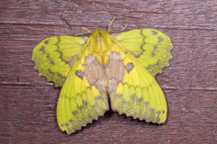 Trabala viridana