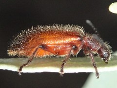 Metriolagria affinis