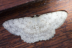 Luxiaria submonstrata