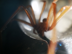 Loxosceles rufescens