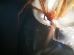Loxosceles rufescens