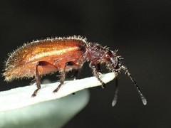 Metriolagria affinis