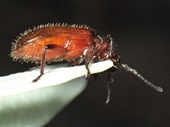Metriolagria affinis