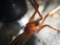 Loxosceles rufescens