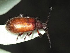 Metriolagria affinis