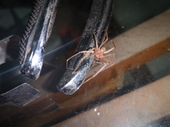 Loxosceles rufescens