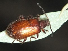 Metriolagria affinis