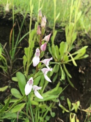 Brownleea recurvata