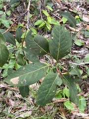 Lophostemon suaveolens