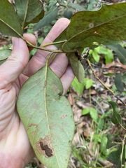 Lophostemon suaveolens
