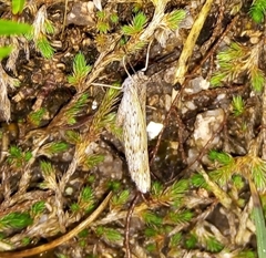 Zabuella tenellus