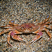 Harbour Crab