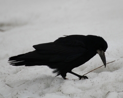 Corvus frugilegus